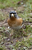 Bramblings