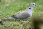 Public Gallery Photo Of the Day -- Collared Doves