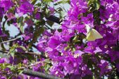 Enlarge photo 39