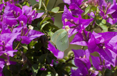 Enlarge photo 40