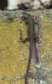 Enlarge photo 51