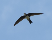 Enlarge photo 56