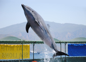 Dolphin Swim Marmaris