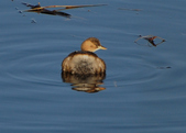 Little Grebes