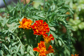 Enlarge photo 27