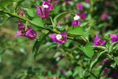 Enlarge photo 31