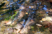 Enlarge photo 99