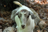 Enlarge photo 107