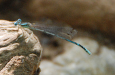 Enlarge photo 108
