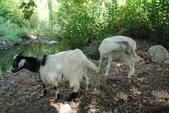 Enlarge photo 110