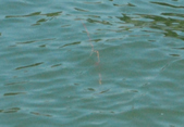 Enlarge photo 203