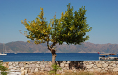Enlarge photo 237
