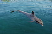 Enlarge photo 238