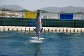 Enlarge photo 250
