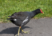 Moorhen