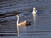 Mute Swans
