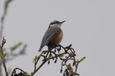 Nuthatch