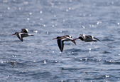 Oyster Catcher
