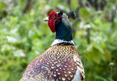 Pheasant