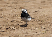 Pied Wagtails
