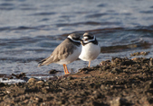 Plovers