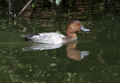 Pochard