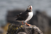 Puffin