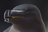 Razorbills