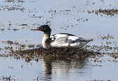 Red Breasted Merganser