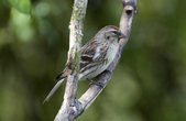 Redpoll