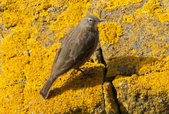 Rock Pipit