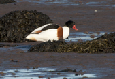 Shelduck