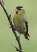 Siskin