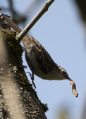 Tree Creeper