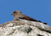 Wheatear