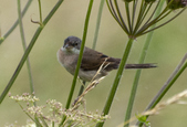 Whitethroat