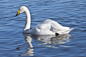 Whooper Swan