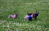 Enlarge photo 59