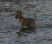 Enlarge photo 33