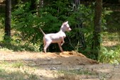 Enlarge photo 72