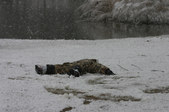 Enlarge photo 45