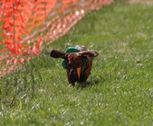 Enlarge photo 17
