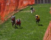 Enlarge photo 46