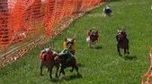 Enlarge photo 52