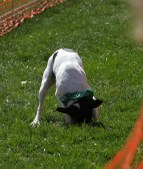 Enlarge photo 61