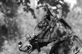 Enlarge photo 45