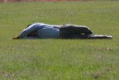 Enlarge photo 21