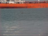 Enlarge photo 195