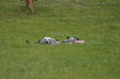 Enlarge photo 37