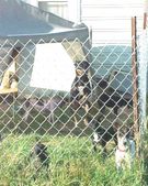 Enlarge photo 52